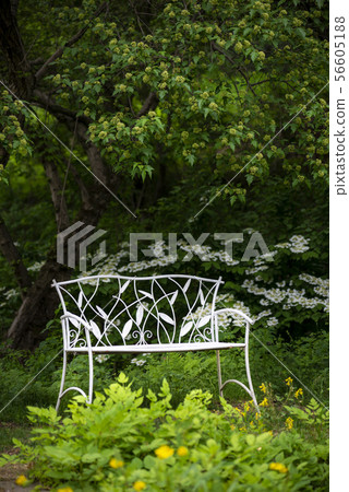 Forest landscape 56605188