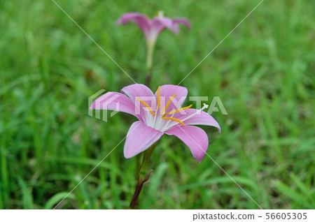 Saffron Moddoki Saffron Moddoki 56605305