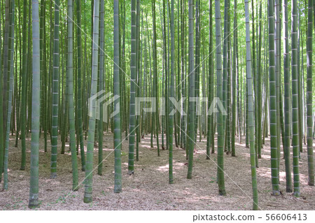 Utsunomiya City, Wakayama Farm 56606413
