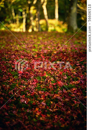 Deciduous forest Deciduous forest 56606518