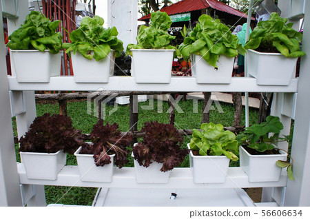 Multi-storey hydroponic method to save space used 56606634