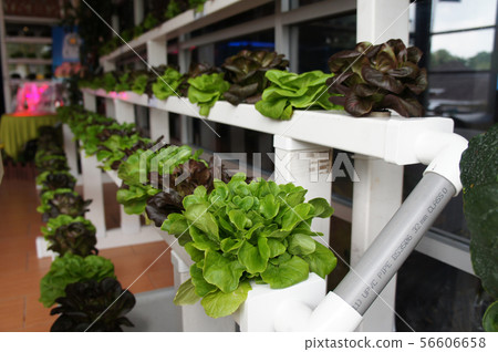 Multi-storey hydroponic method to save space used Multi-storey hydroponic method to save space used 56606658