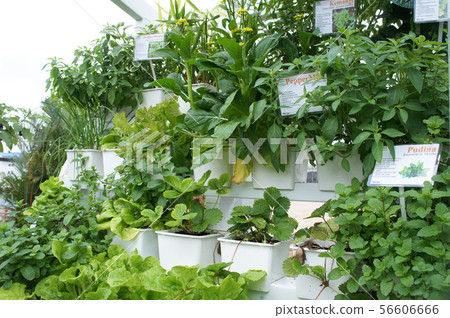 Multi-storey hydroponic method to save space used 56606666