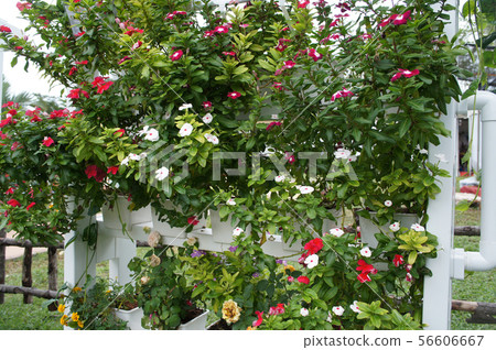 Multi-storey hydroponic method to save space used Multi-storey hydroponic method to save space used 56606667