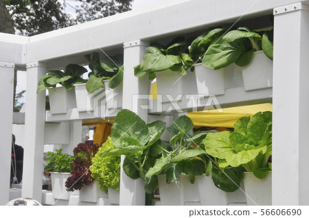 Multi-storey hydroponic method to save space used Multi-storey hydroponic method to save space used 56606690