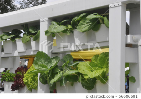 Multi-storey hydroponic method to save space used Multi-storey hydroponic method to save space used 56606691