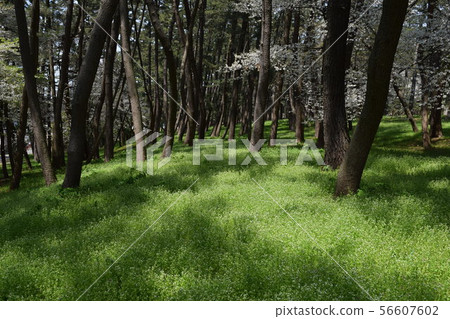Fresh green pine forest Fresh green pine forest 56607602