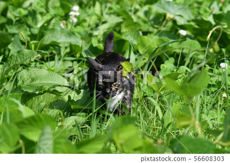 Cat, stray cat, rusted pattern, black-chan, kitten, search, missing Cat, stray cat, rusted pattern, black-chan, kitten, search, missing 56608303