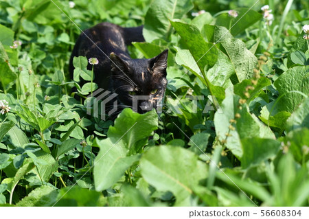 Cat, stray cat, rusted pattern, black-chan, kitten, search, missing Cat, stray cat, rusted pattern, black-chan, kitten, search, missing 56608304
