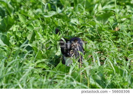 Cat, stray cat, rusted pattern, black-chan, kitten, search, missing Cat, stray cat, rusted pattern, black-chan, kitten, search, missing 56608306