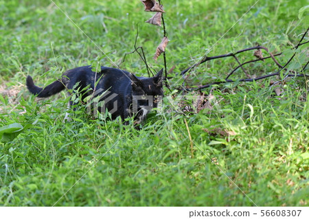 Cat, stray cat, rusted pattern, black-chan, kitten, search, missing 56608307