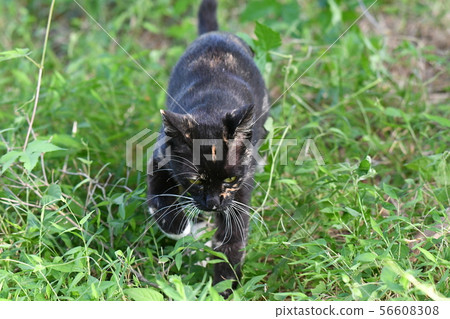 Cat, stray cat, rusted pattern, black-chan, kitten, search, missing Cat, stray cat, rusted pattern, black-chan, kitten, search, missing 56608308