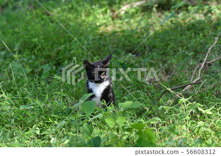 Cat, stray cat, rusted pattern, black-chan, kitten, search, missing Cat, stray cat, rusted pattern, black-chan, kitten, search, missing 56608312