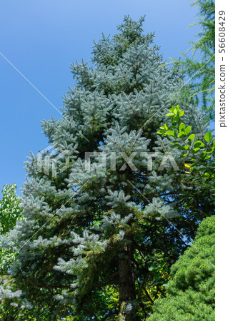 Colorado Spruce: Hopsey Colorado Spruce: Hopsey 56608429