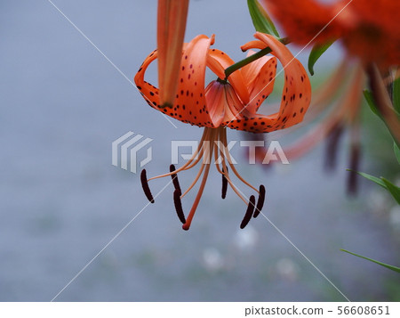 虎百合 虎百合 56608651