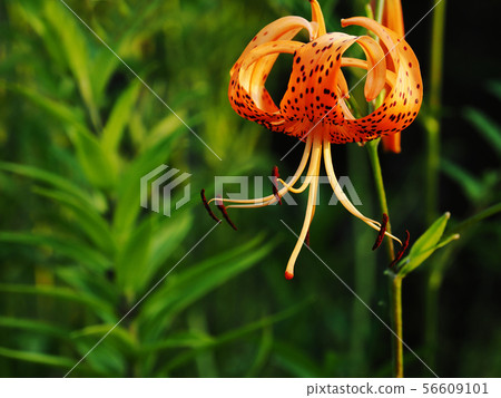 虎百合 虎百合 56609101