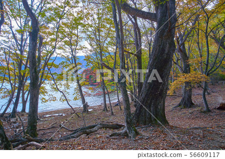 See the Lake Chuzenji near Tochikubo on the north coast hiking course heading for Sentegahama in Lake Chuzenji See the Lake Chuzenji near Tochikubo on the north coast hiking course heading for Sentegahama in Lake Chuzenji 56609117