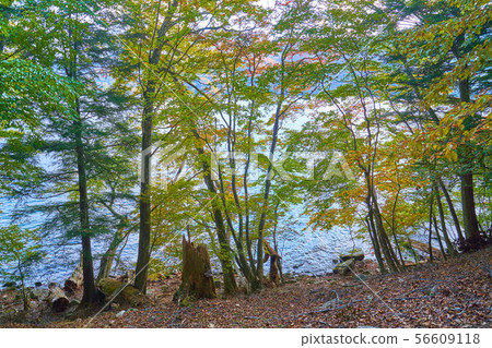 Autumn Nikko See Chuzenji Lake from the midpoint of Tochikubo and Kumakubo on the northern coastal hiking course heading for Sentegahama on Lake Chuzenji 56609118