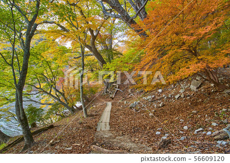 Hiking trail near Kumakubo on the north coast hiking course heading for Sentegahama on Lake Chuzenji 56609120