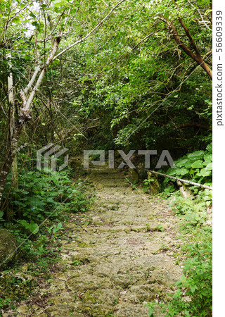 Okinawa Okinawa 56609339