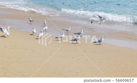 Sea beach seagull Sea beach seagull 56609657