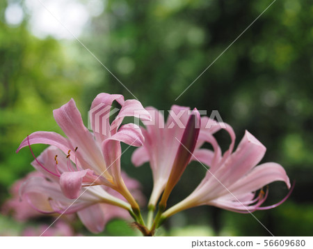 Natsuzensen 56609680