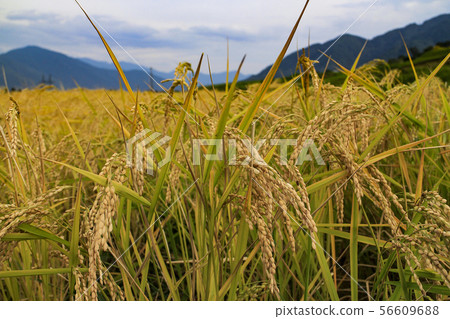水稻 56609688