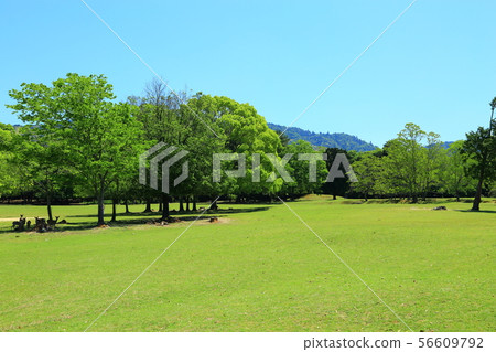 奈良公園新鮮的綠色和鹿 56609792