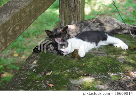 Cat, stray cat, rust pattern, rust, kitten, peach, midsummer, moss, love 56609814
