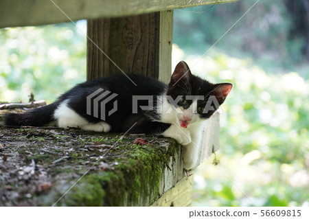 Cat, stray cat, rust pattern, rust, kitten, peach, midsummer, moss, love 56609815