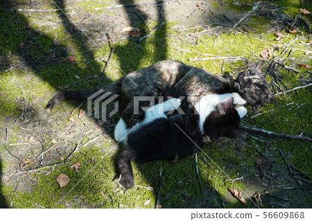 Cat, stray cat, rust pattern, rust, kitten, peach, midsummer, moss, love 56609868