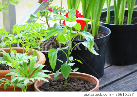 Container vegetables gardening Container vegetables gardening 56610157
