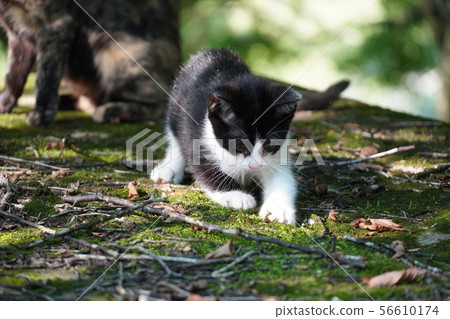貓，流浪貓，鐵鏽模式，薩比，父母和孩子，小貓，黑色和白色，桃子，仲夏 56610174