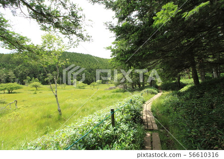 Oahara Wetland 56610316