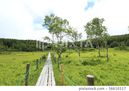 Oahara Wetland 56610317