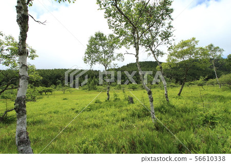 Oahara Wetland 56610338