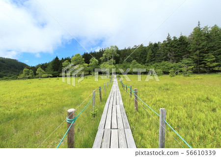 Oahara Wetland 56610339