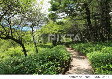 Oahara Wetland 56610385