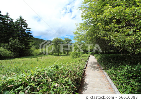Oahara Wetland 56610388