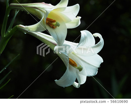 L. formosanum L. formosanum 56610690