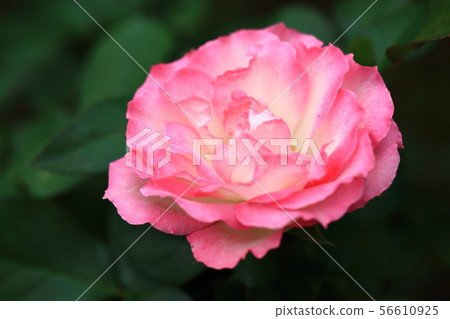 Roses 56610925