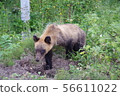Wild brown bear 56611022