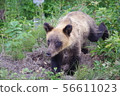 Wild brown bear 56611023