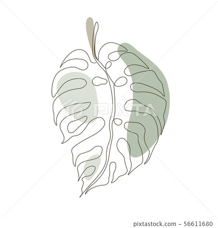 Exotic monstera continuous one line drawing summer tropical leaf hand drawn on white background 56611680
