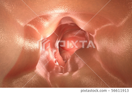 healthy intestine wall 56611913
