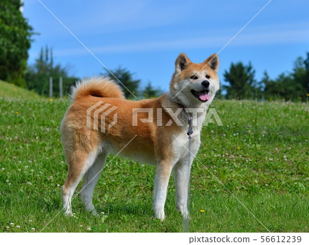 Akita Inu Fuku August 2 Akita Inu Fuku August 2 56612239