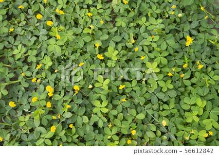 Top view of pinto peanut for nature background. Top view of pinto peanut for nature background. 56612842