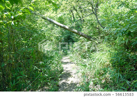 Fresh green mountain path Fresh green mountain path 56613583