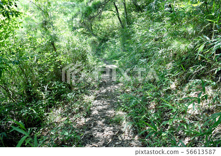 Fresh green mountain path Fresh green mountain path 56613587