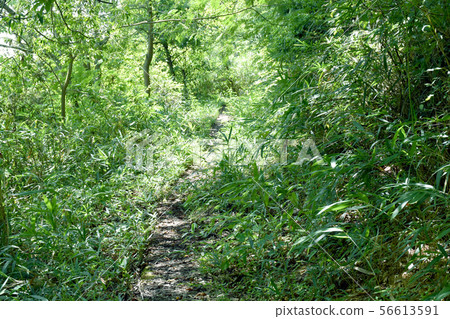 Fresh green mountain path Fresh green mountain path 56613591